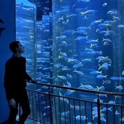 ���������� ����, ���� ����� ������, 23 ����, ������������ ��� ������, ����� � ���������, c�������� ���������, ���������