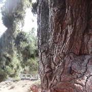 ���������� �����, ���� ������� ��������, 41 ���, ������������ 