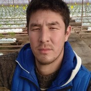  ,   Musa, 36 ,     , c , 