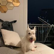 ���������� ����, ���� ������� Hyun Wang, 41 ���, ������������ ��� ����� � ���������, c�������� ���������