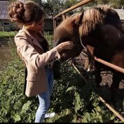 ���������� ������ ��������, ���� ������� ������, 38 ���, ������������ 