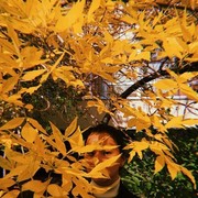 ���������� ������, ���� ������� �����, 25 ���, ������������ 