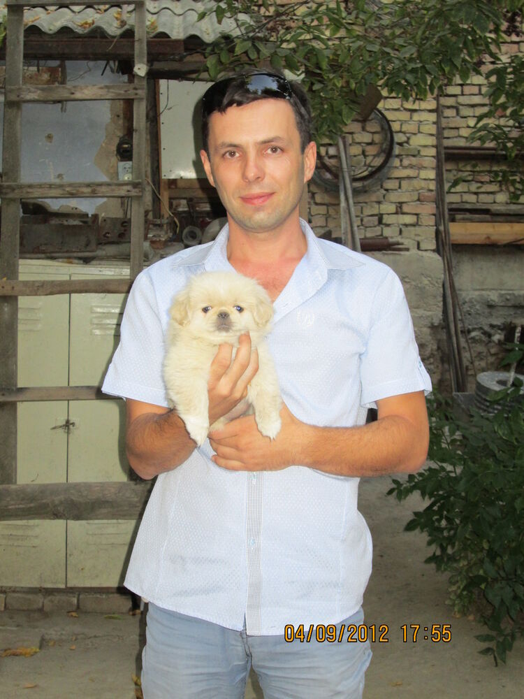 ���� 4095971 ������� ����������, 45 ���, ���� ���������� � ��������