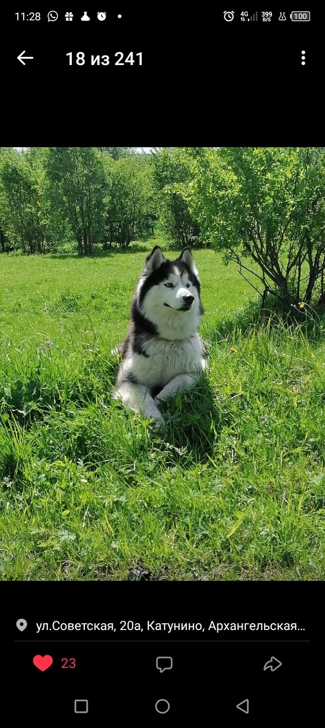 ���������� �����������, ���� ������� ������, 39 ���, ������������ ��� ������, ����� � ���������