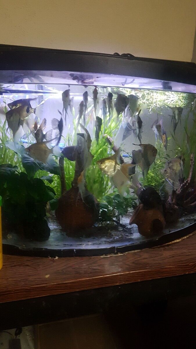 ���������� �����, ���� ������� ������, 53 ����, ������������ ��� ������, ����� � ���������, c�������� ���������