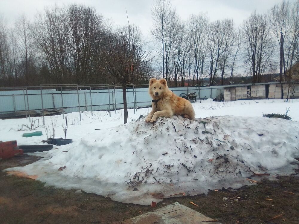 ���������� ������, ���� ������� �������, 43 ����, ������������ ��� ������, ����� � ���������