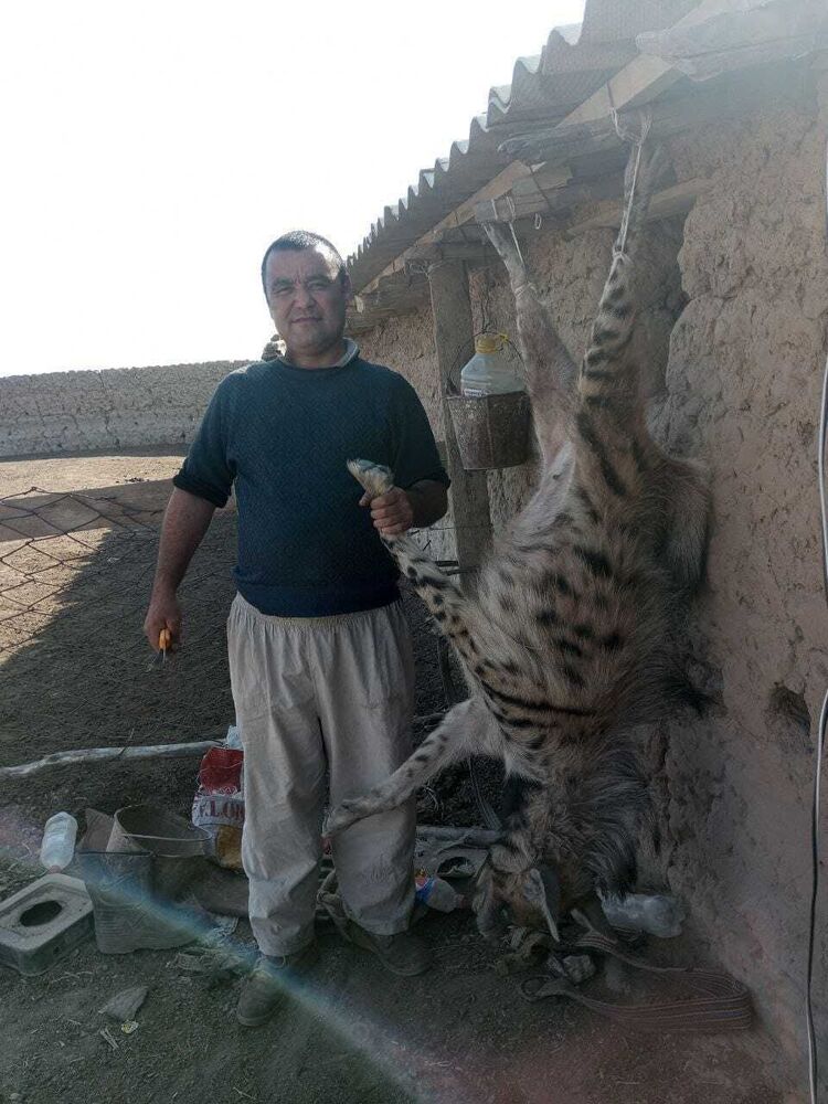 ���� 43413761 ������� Rubingut, 35 ���, ���� ���������� � �������-��-����