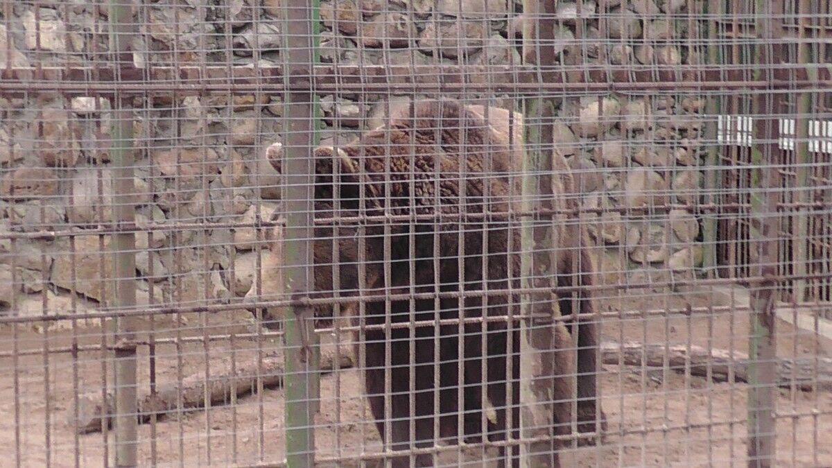 ���������� ��������, ���� ������� ���������, 43 ����, ������������ ��� ������, ����� � ���������, c�������� ���������