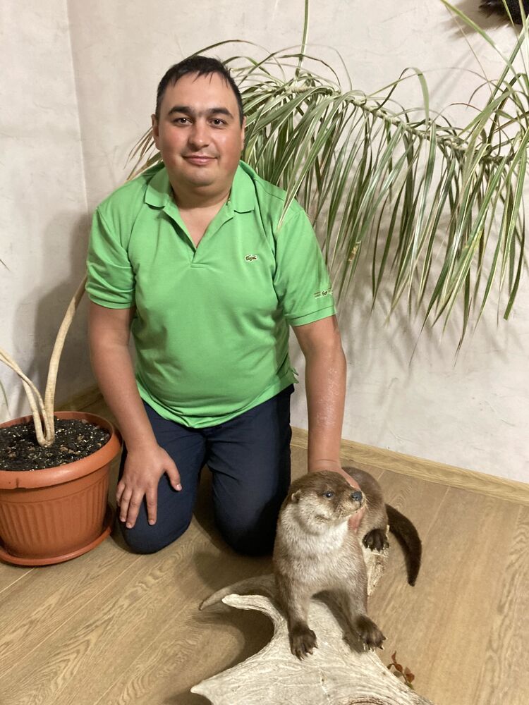 ���� 31604141 ������� �����, 36 ���, ���� ���������� � �������