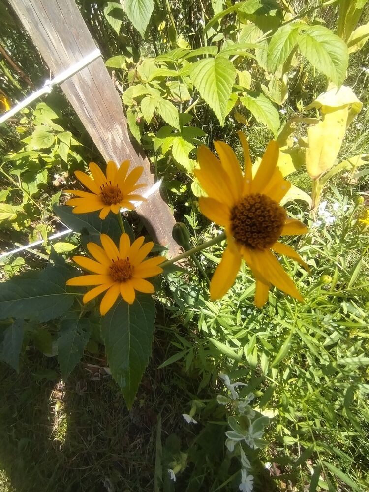 ���� 55696811 ����� ����, 25 ���, ���� ���������� � ������