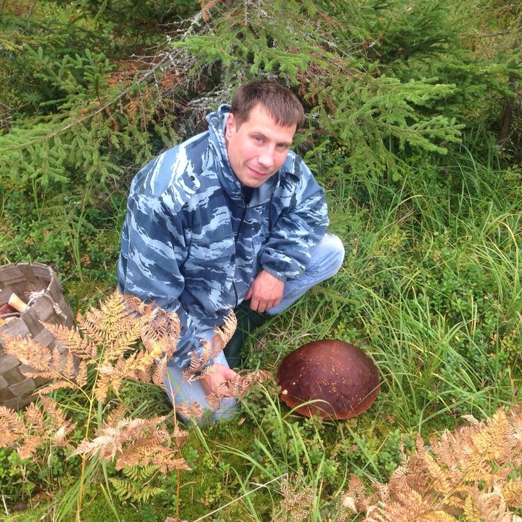  38649131  , 39 ,    -