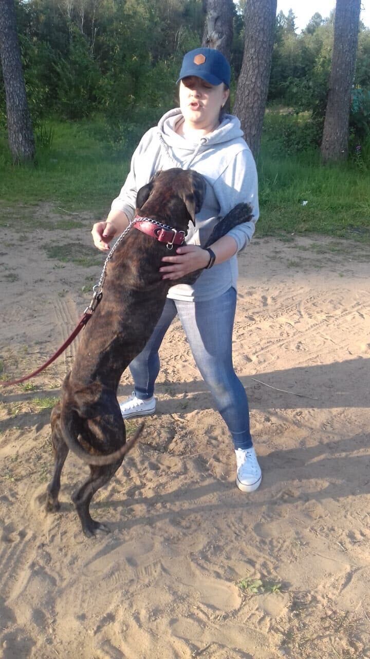 ���������� �����-���������, ���� ������� �������, 41 ���, ������������ ��� ������, c�������� ���������