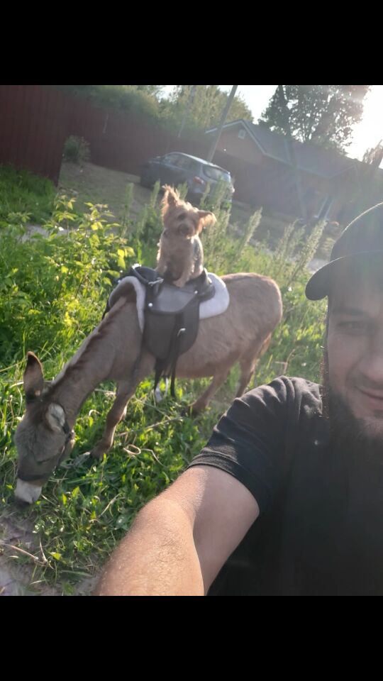 ���������� ������, ���� ������� Ibragim, 37 ���, ������������ ��� ������, ����� � ���������, ���������