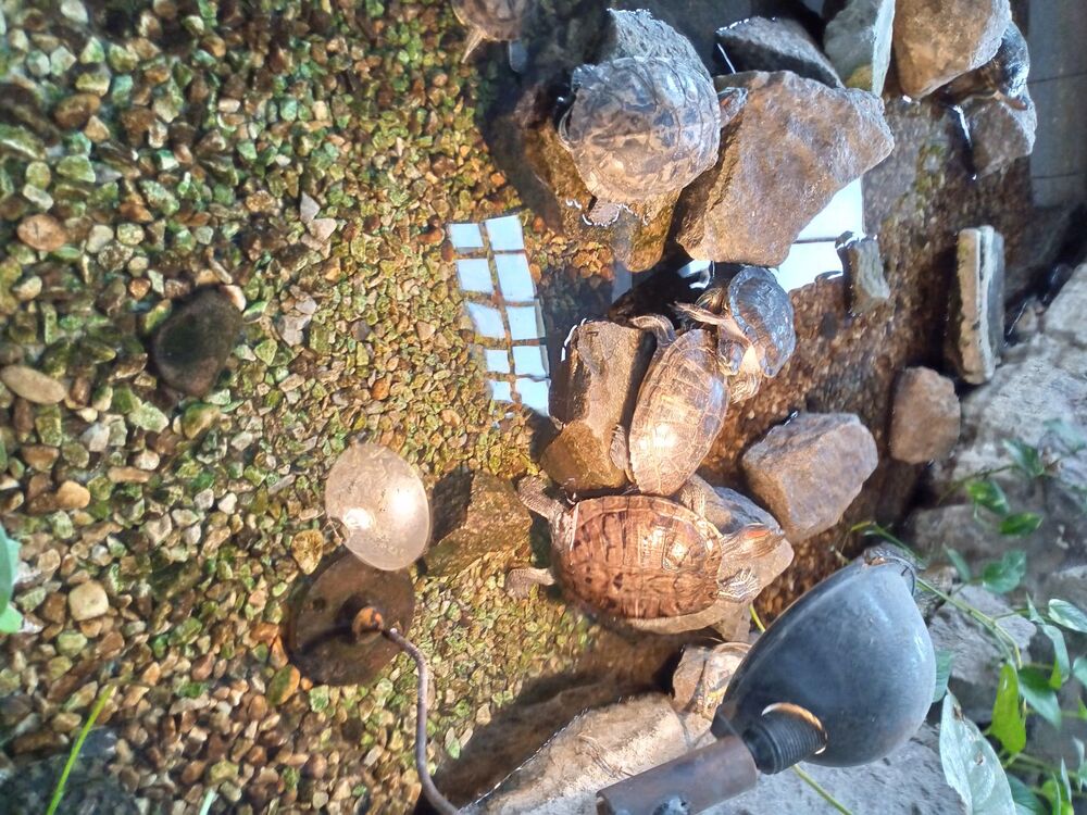 ���� 41571991 ������� ��������, 41 ���, ���� ���������� � ��������