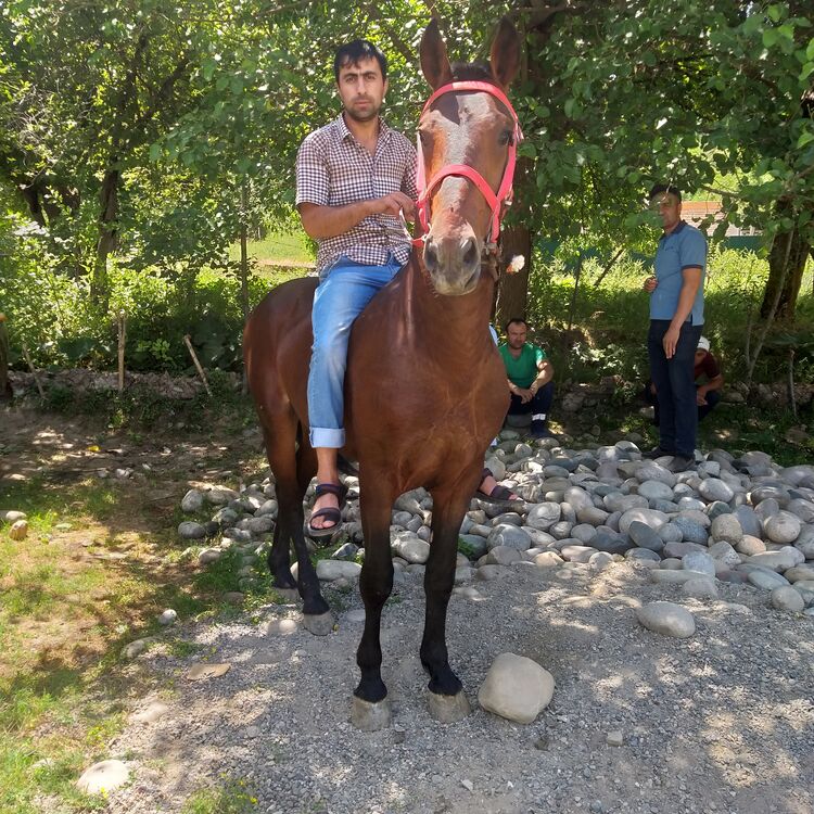 ���������� �����-���������, ���� ������� �������, 35 ���, ������������ ��� ������, ����� � ���������