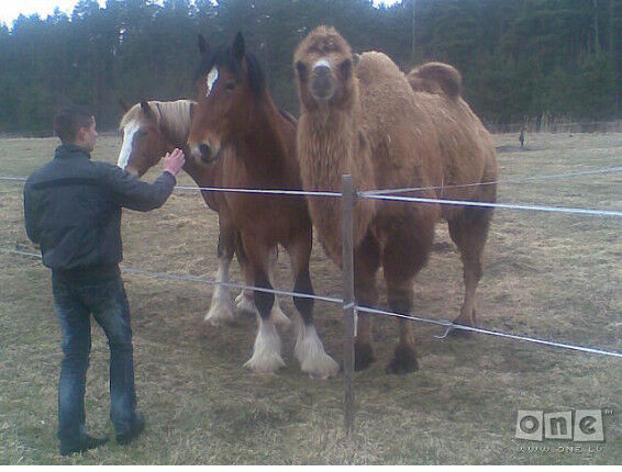 ���� 9127201 ������� �����, 34 ����, ���� ���������� � ����