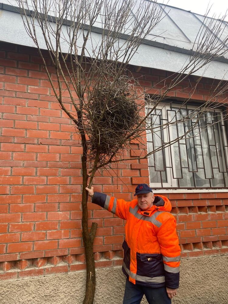 ���������� ������, ���� ������� Andrei, 64 ����, ������������ ��� ������, ����� � ���������, c�������� ���������