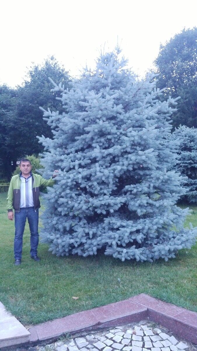 ���������� ������, ���� ������� ����, 42 ����, ������������ ��� ������, ����� � ���������, c�������� ���������