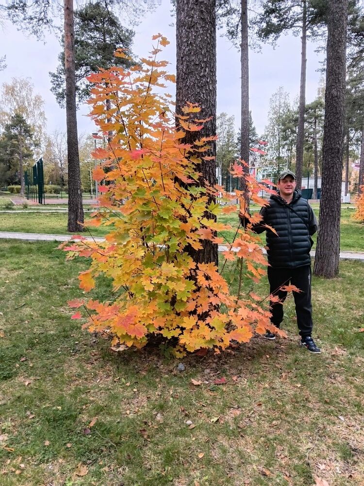  54311241  , 39 ,    -