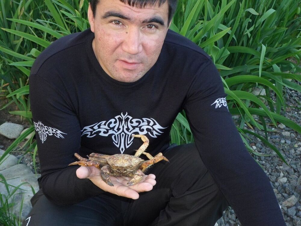 ���� 31301491 ������� �����, 45 ���, ���� ���������� � ����