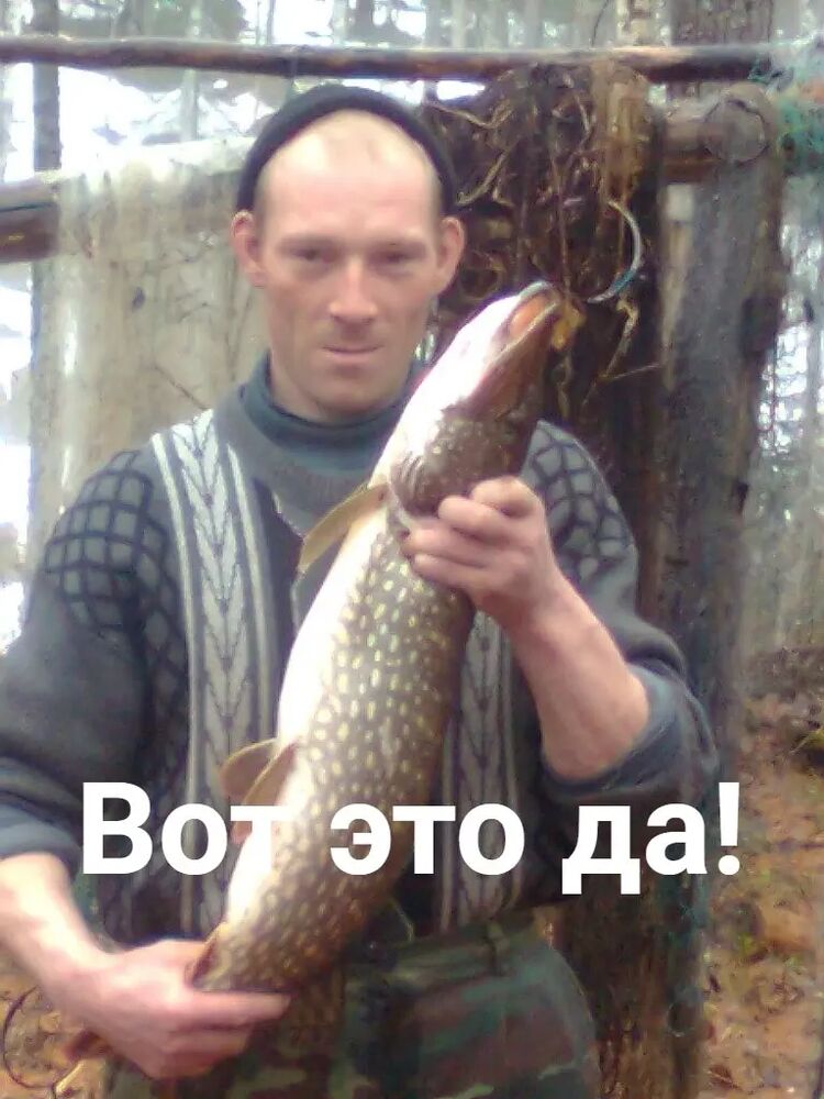  38425881  , 44 ,    