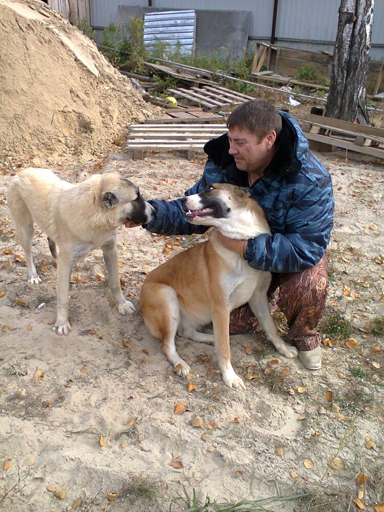 ���������� ������, ���� ������� ��������, 53 ����, ������������ ��� ������