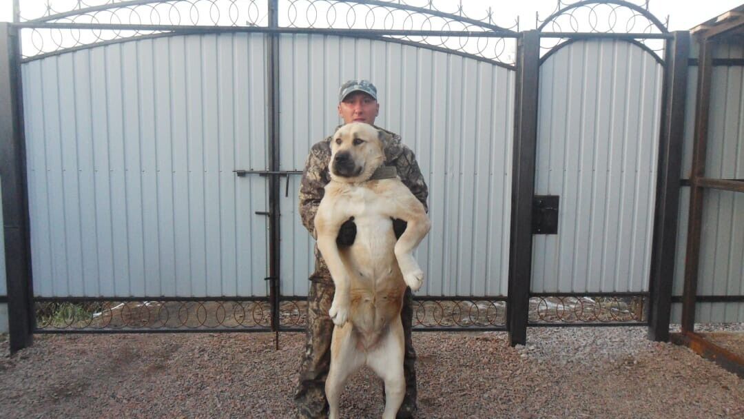 ���������� �����������, ���� ������� ���������, 43 ����, ������������ ��� ������, ����� � ���������, c�������� ���������