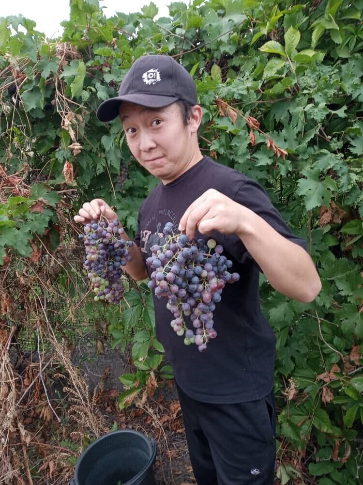 ���������� ������, ���� ������� Jolaman, 31 ���, ������������ ��� ������, ����� � ���������, c�������� ���������