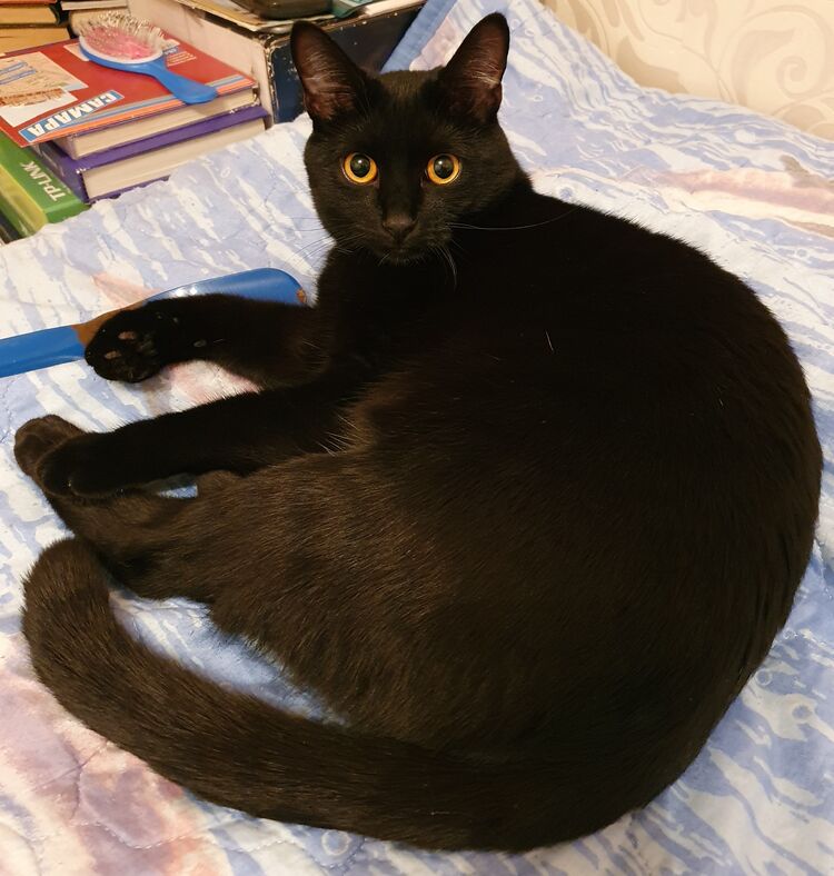 ���������� ��������, ���� ������� ���������, 35 ���, ������������ ��� ����� � ���������, c�������� ���������