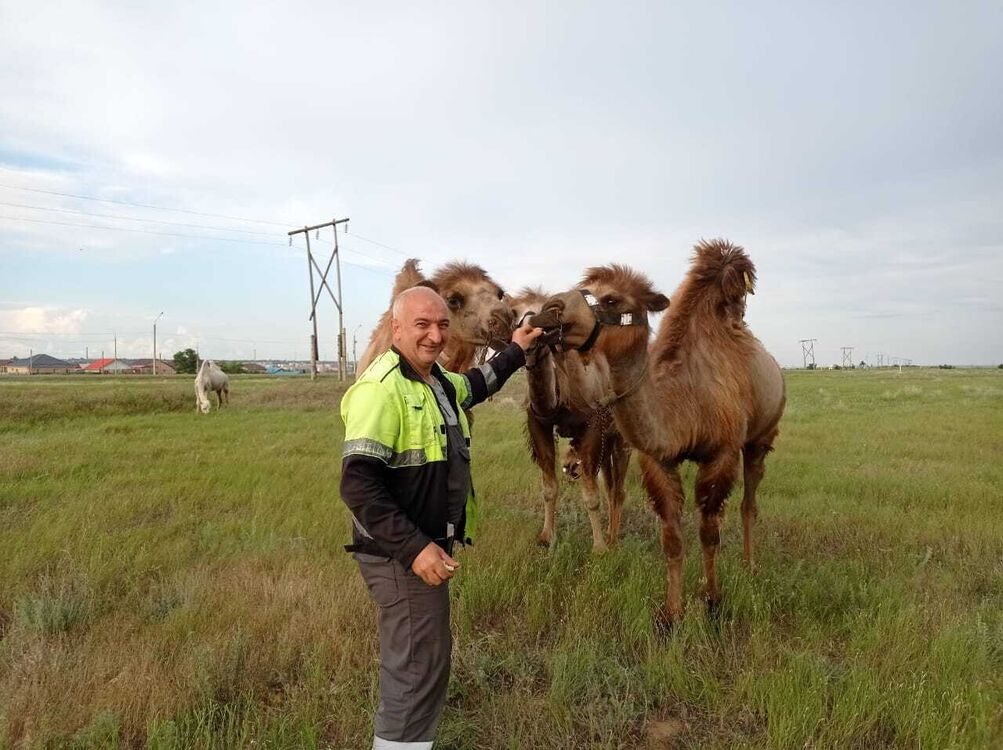 ���� 34985021 ������� �����, 48 ���, ���� ���������� � �����