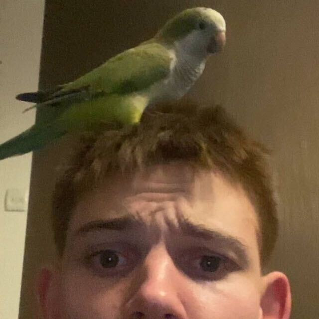 ���� 55936151 ����� ����, 20 ���, ���� ���������� � ������