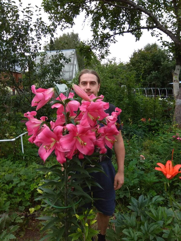 ���� 33373401 ������� ���������, 43 ����, ���� ���������� � ������