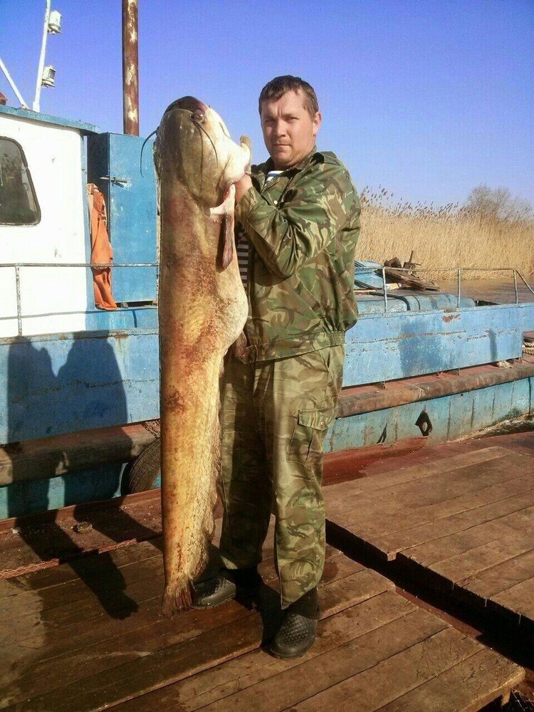 ���������� ���������, ���� ������� ��������, 35 ���, ������������ ��� c�������� ���������