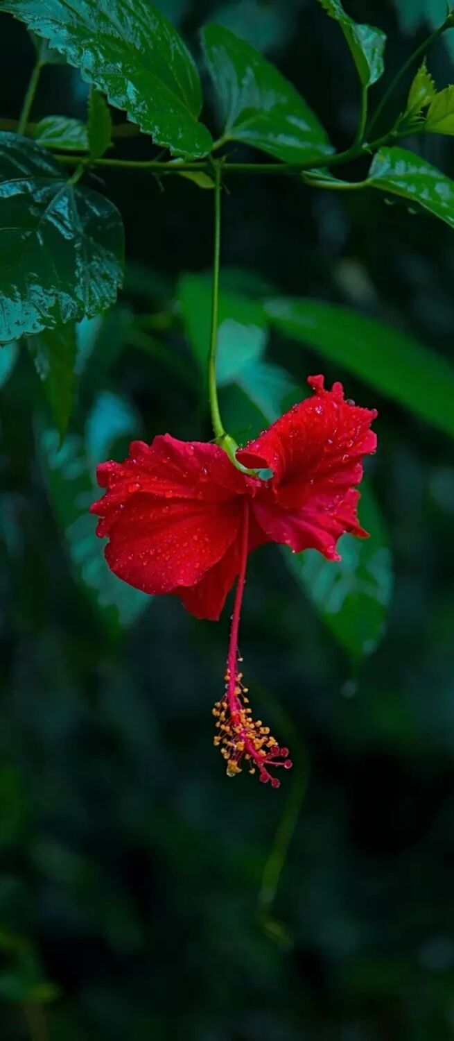 ���� 33878471 ������� Kemal, 50 ���, ���� ���������� � ������