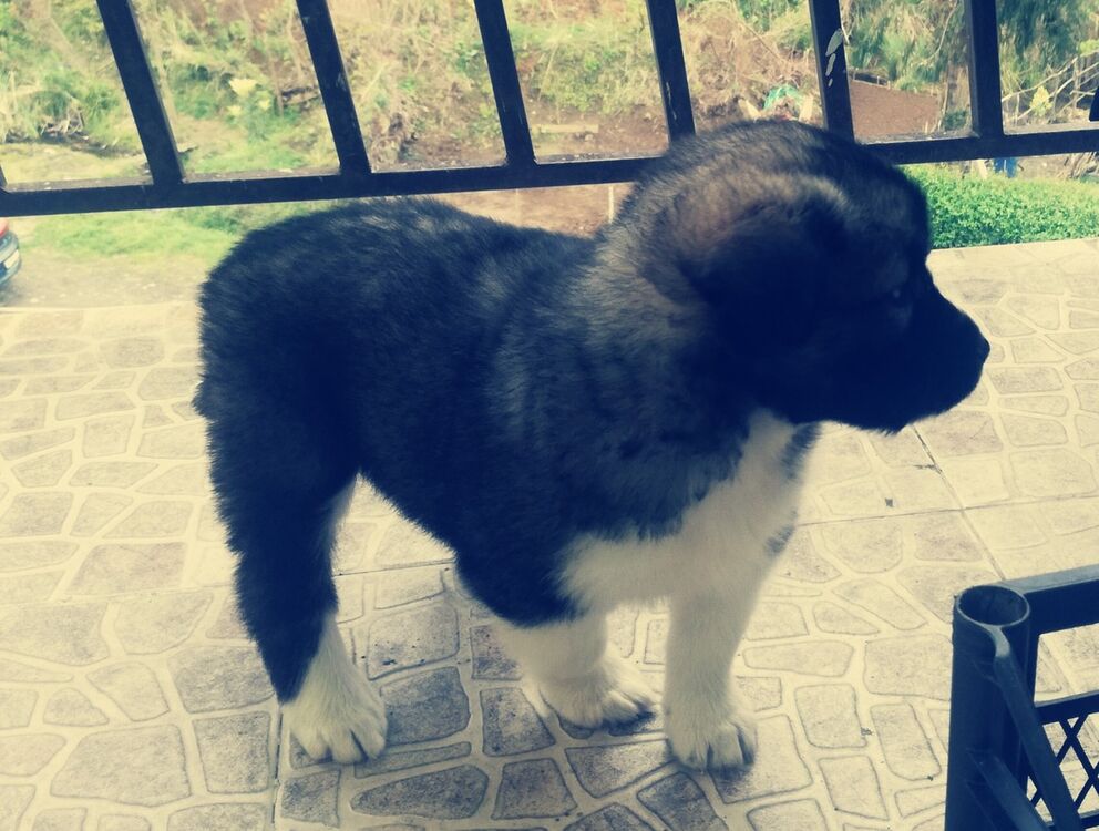 ���� 18814281 ������� Dauta, 36 ���, ���� ���������� � ������