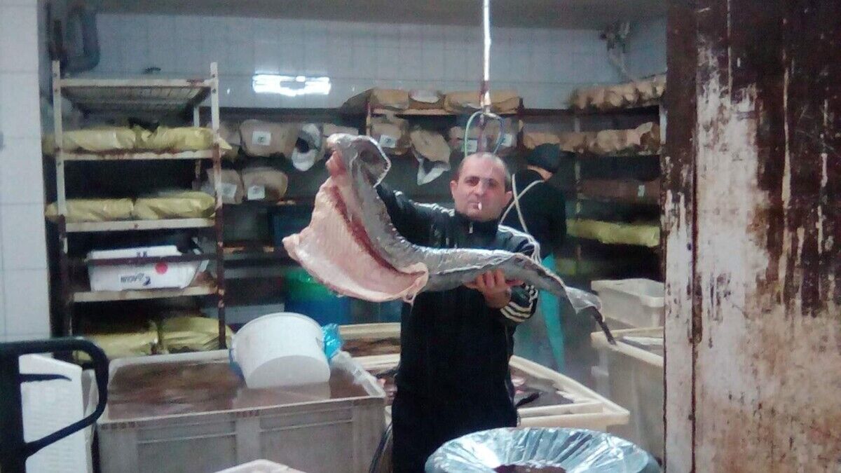 ���������� �����������, ���� ������� ��������, 48 ���, ������������ ��� ������, ����� � ���������, c�������� ���������