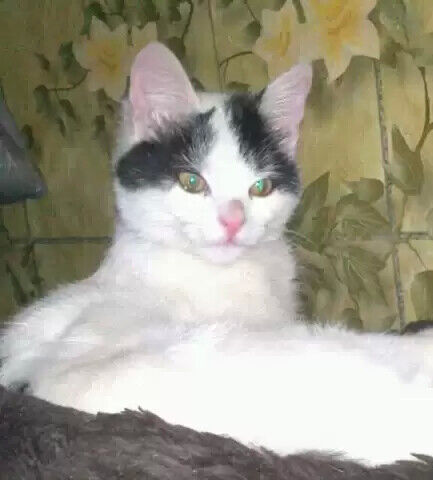 ���� 20247131 ������� ����, 38 ���, ���� ���������� � ��������