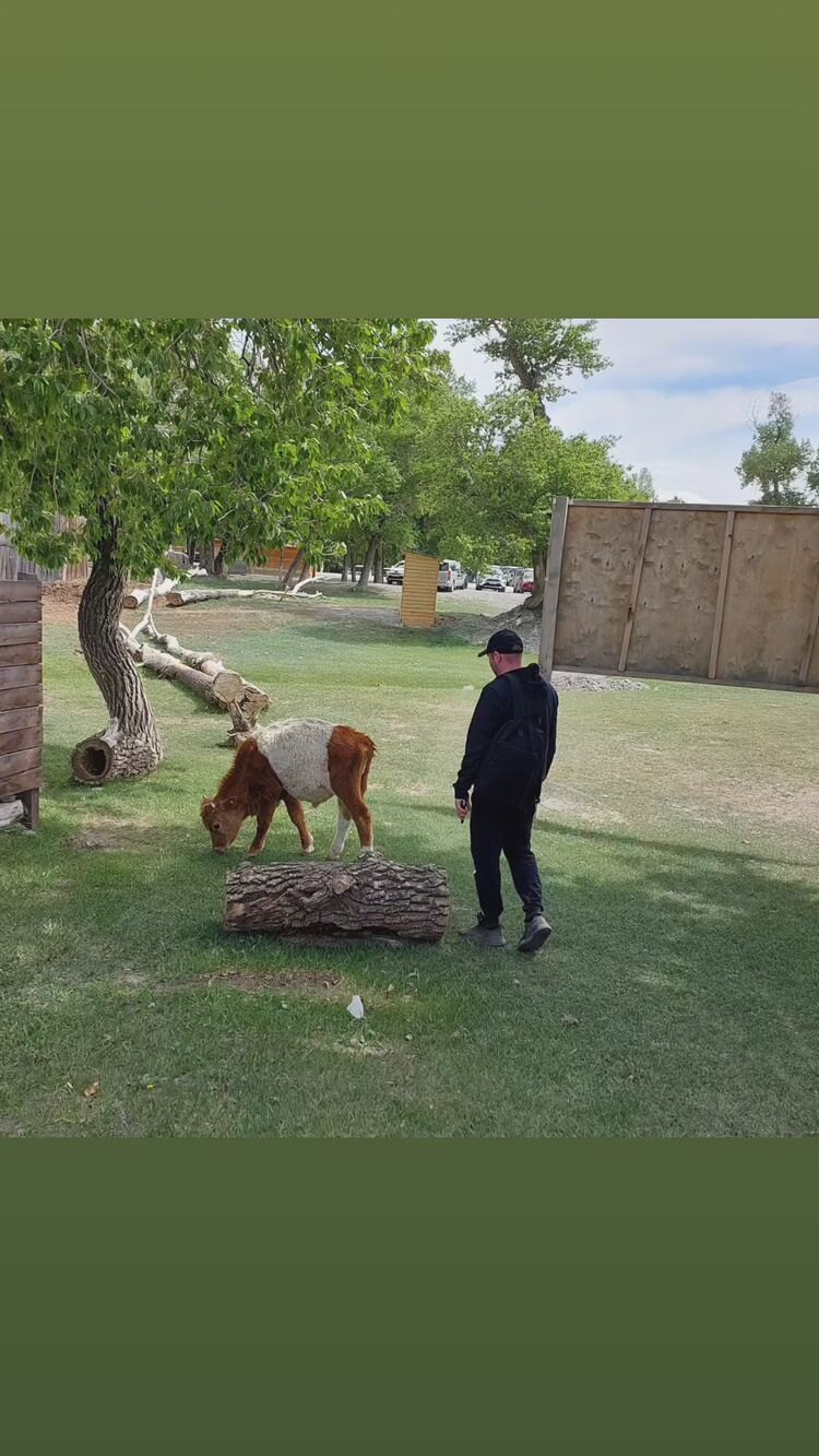 ���� 37295111 ������� ���������, 38 ���, ���� ���������� � ��������