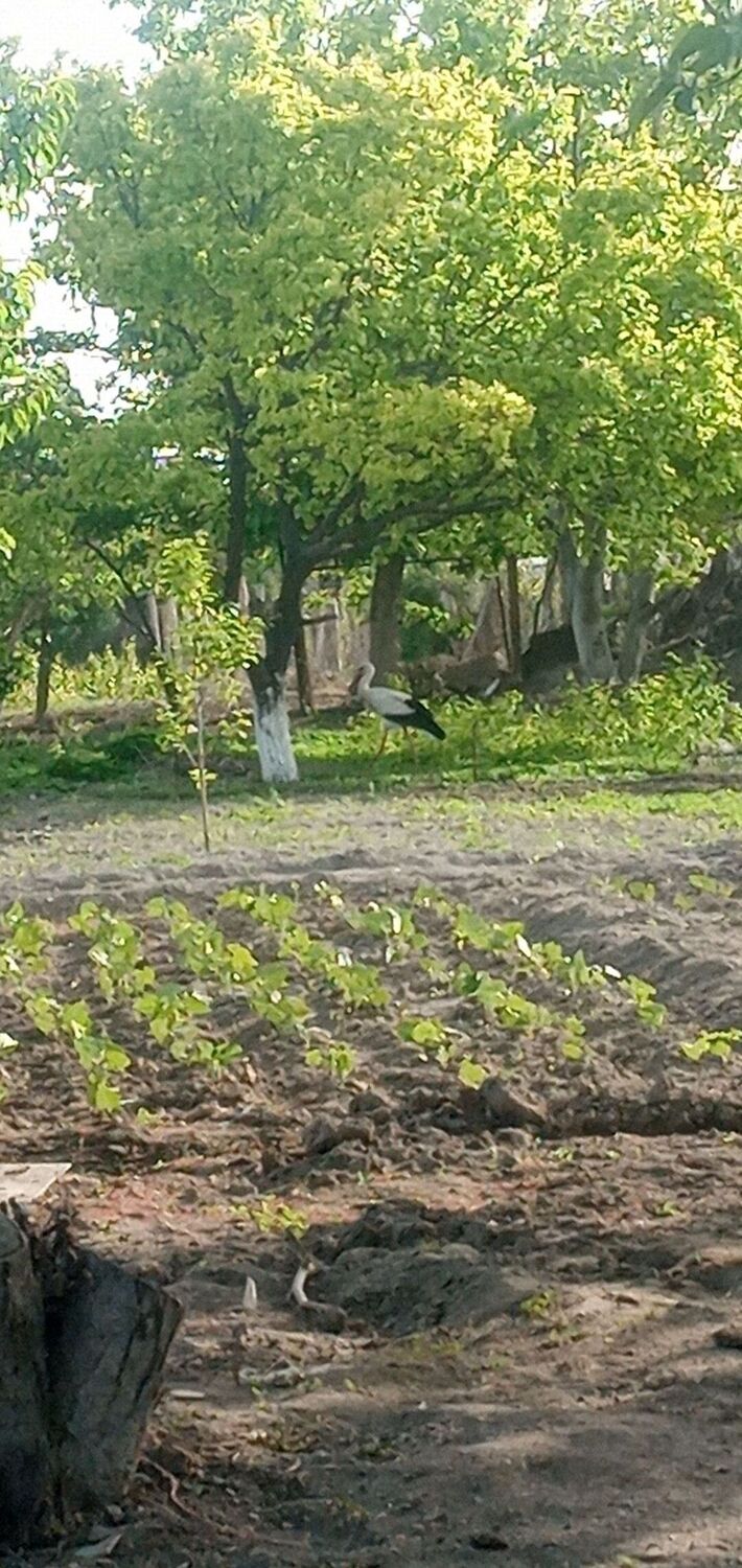  44266741  Serge, 39 ,    