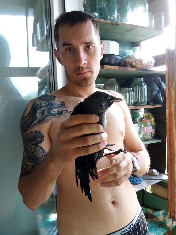  43086891  , 37 ,    