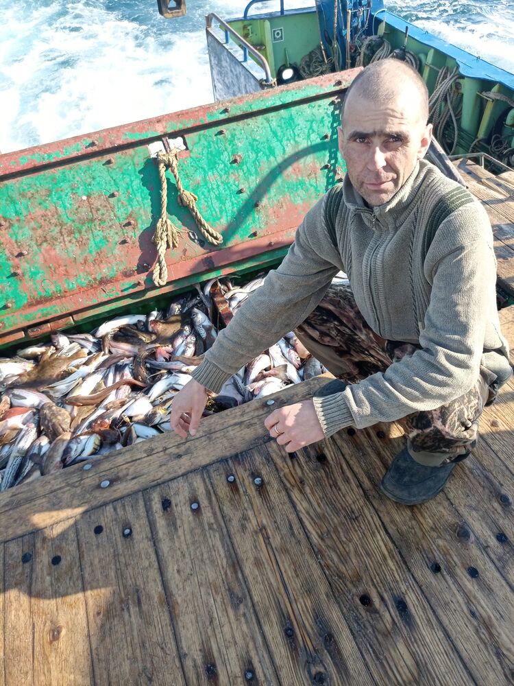 ���� 56096001 ������� ����, 50 ���, ���� ���������� � �������