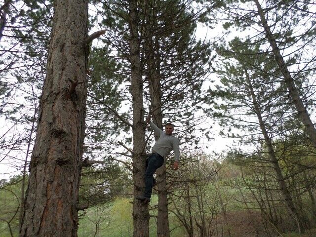 ���� 40808751 ������� Raz, 40 ���, ���� ���������� � �������