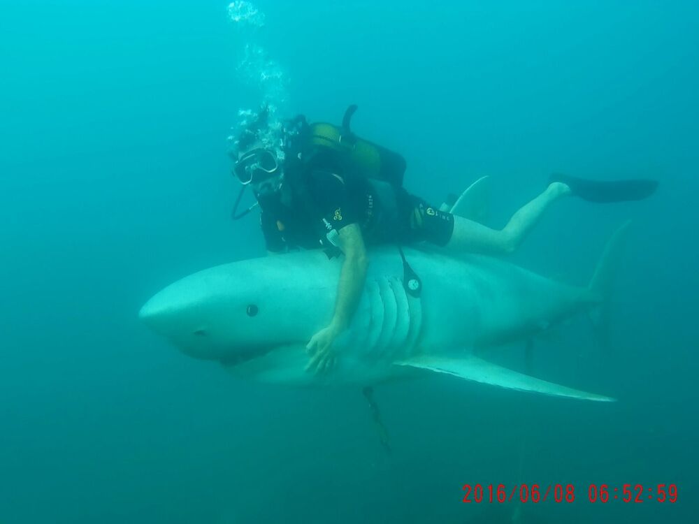  27645251  , 29 ,    --