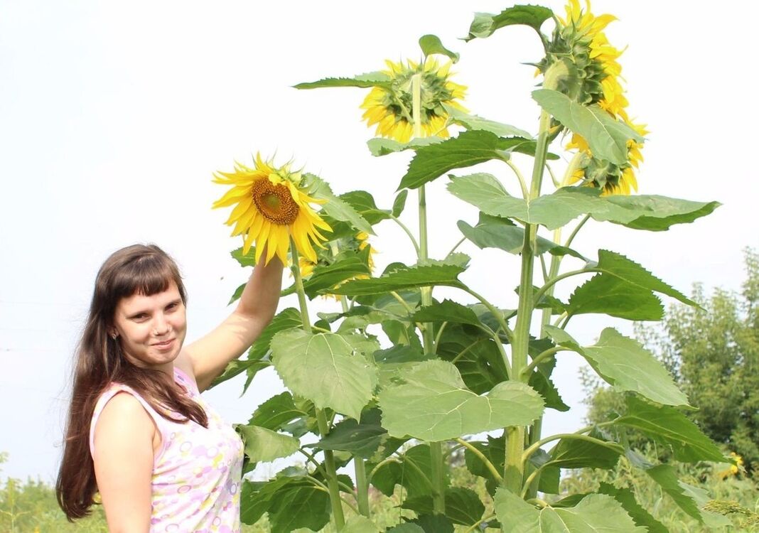 ���� 8054091 ������� ���������, 36 ���, ���� ���������� � ��������