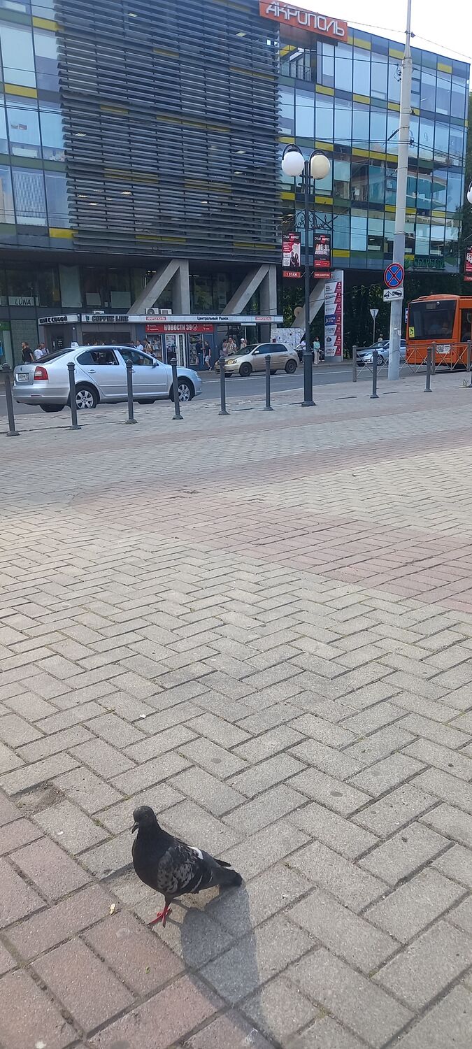 ���������� �����������, ���� ������� �������, 36 ���, ������������ ��� ������, ����� � ���������