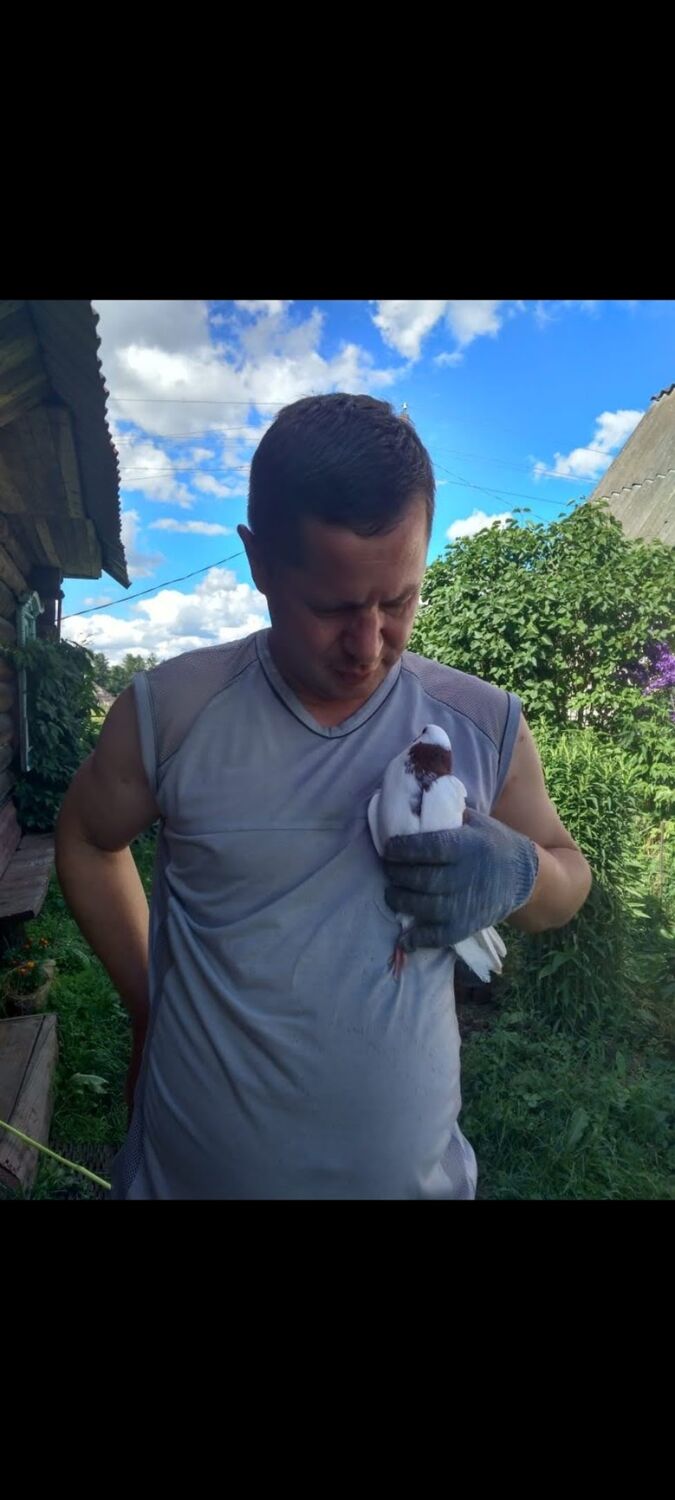 ���������� ������ ��������, ���� ������� ������ �����, 50 ���, ������������ ��� ������, ����� � ���������, c�������� ���������