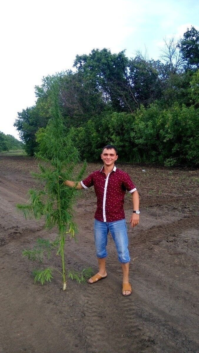 ���������� ��������, ���� ������� ���������, 38 ���, ������������ ��� ������, ����� � ���������, c�������� ���������