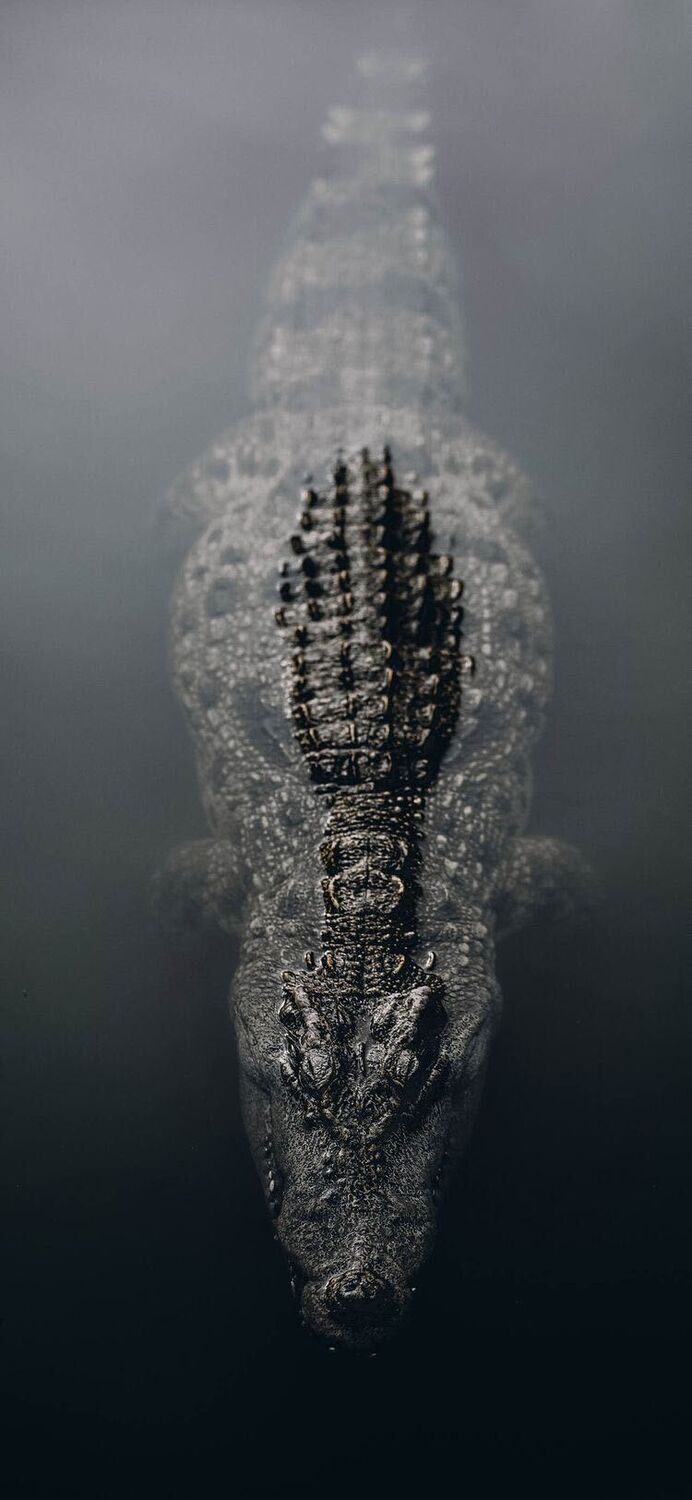 ���� 37538811 ������� ����, 31 ���, ���� ���������� � ������