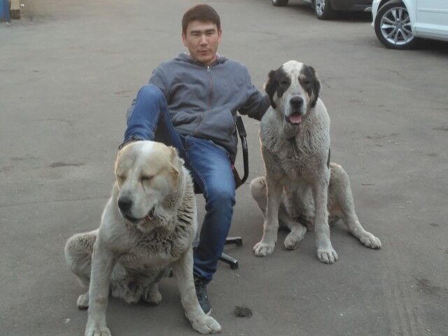 ���� 8401241 ������� ������, 38 ���, ���� ���������� � ������