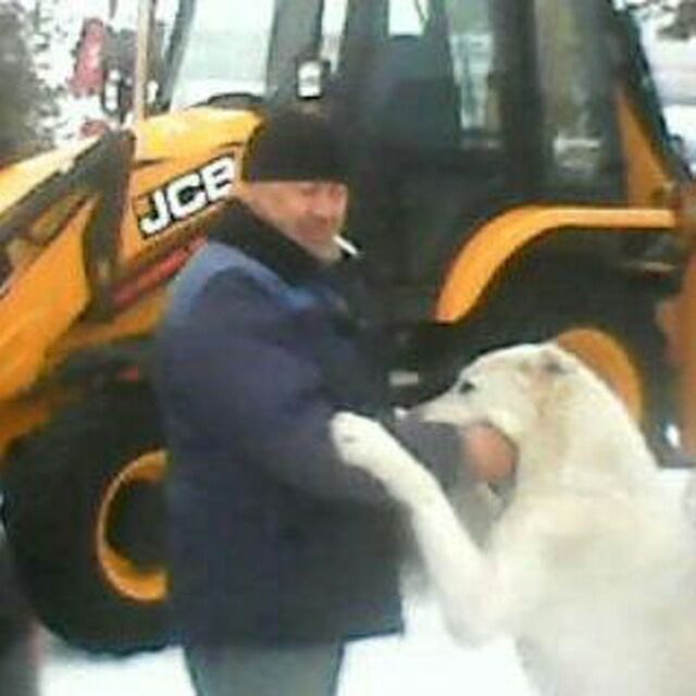 ���� 55987561 ������� �������, 48 ���, ���� ���������� � ����������